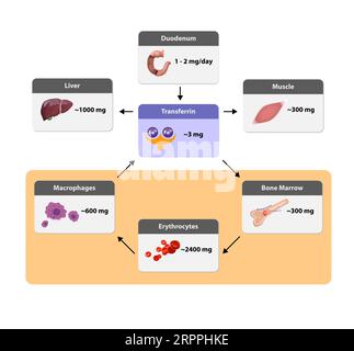 Distribution du fer dans l'organisme, métabolisme du fer. du foie, de l'intestin et de la rate. Circulation, recyclage, stockage et absorption du ferrum. Erythropoie Banque D'Images