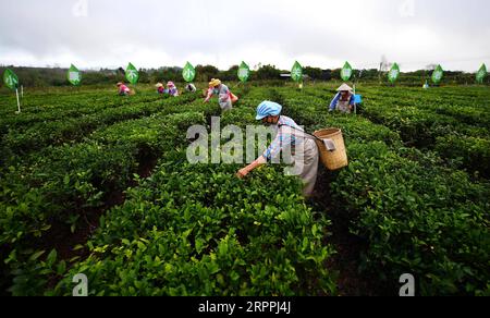 200318 -- BEIJING, le 18 mars 2020 -- des agriculteurs ramassent des feuilles de thé dans un jardin de thé d'une base de démonstration de lutte contre la pauvreté dans le comté autonome de Baisha Li, province de Hainan, dans le sud de la Chine, le 27 février 2020. POUR ALLER AVEC LES GROS TITRES XINHUA DU 18 MARS 2020. CHINE-RÉDUCTION DE LA PAUVRETÉ-LUTTE CONTRE LE CORONAVIRUS CN GUOXCHENG PUBLICATIONXNOTXINXCHN Banque D'Images