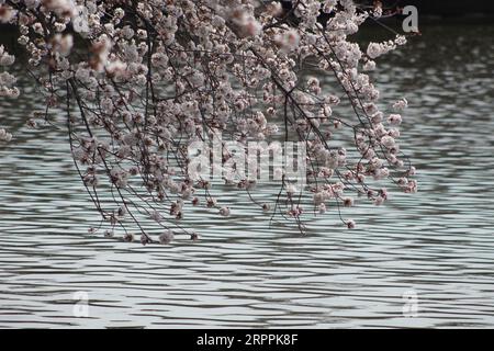 Fleurs de cerisiers de Washington D.C. sur le bassin Tidal. Banque D'Images