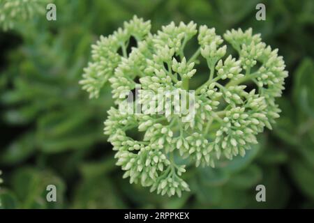 Printemps Orpine, Sedum telephium, dans le jardin. Banque D'Images