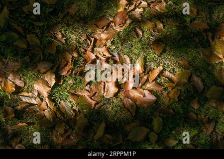 Hêtre mort Fagus sylvatic feuilles couchées sur le sol dans la lumière du soleil tacheté à Newquay en Cornouailles au Royaume-Uni. Banque D'Images