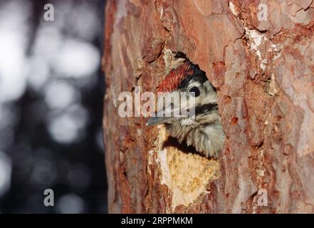 Oiseau juvénile de pic des bois (Dendrocopos major) à l'entrée du trou de nidification dans la forêt d'Abernethy, Écosse, du pin sylvestris (Pinus sylvestris) mature Banque D'Images