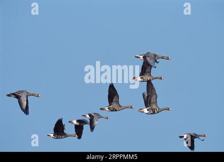 Groupe d'oiseaux en vol de l'OIE à front blanc (Anser albifrons), Islay, Écosse, mars 2003 Banque D'Images