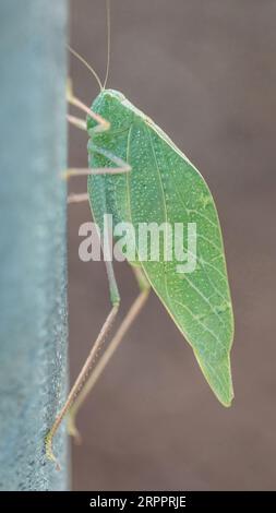 Style défensif Katydid à ailes inclinées imitant une feuille. Bay Area, Californie, États-Unis. Banque D'Images