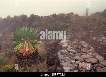 Sol géant poussant sur la piste du Mont Kilimandjaro, Tanzanie Banque D'Images