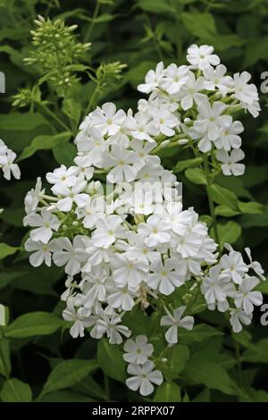 Phlox blanc, Phlox paniculata, de variété inconnue, épis floraux avec un fond flou de feuilles. Banque D'Images