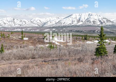 Bord de la ligne des arbres et de la toundra dans le parc national Denali avec des montagnes enneigées derrière, Alaska, USA Banque D'Images