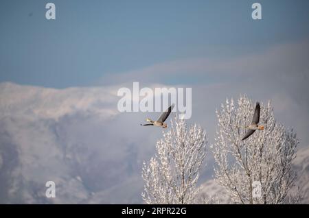 200325 -- PÉKIN, le 25 mars 2020 -- des oies à tête de barre survolent la forêt le long de la rivière Yarlung Zangbo après une chute de neige dans la région autonome du Tibet du sud-ouest de la Chine, le 24 mars 2020. PHOTOS XINHUA DU JOUR PurbuxZhaxi PUBLICATIONxNOTxINxCHN Banque D'Images