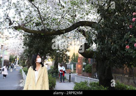 200325 -- TOKYO, le 25 mars 2020 -- Une femme portant un masque lève les yeux pour admirer la fleur de cerisier dans la rue à Tokyo, Japon, le 22 mars 2020. Le ministère de la Santé du Japon et les gouvernements locaux ont déclaré mercredi que 41 nouvelles infections au COVID-19 ont été confirmées à Tokyo, tandis que 66 nouveaux cas ont été confirmés par 12 autres autorités locales, ce qui porte le nombre total de personnes infectées au Japon à 1 277 à 8:00 heures, heure locale ici. JAPON-TOKYO-COVID-19-CAS CONFIRMÉS DuxXiaoyi PUBLICATIONxNOTxINxCHN Banque D'Images