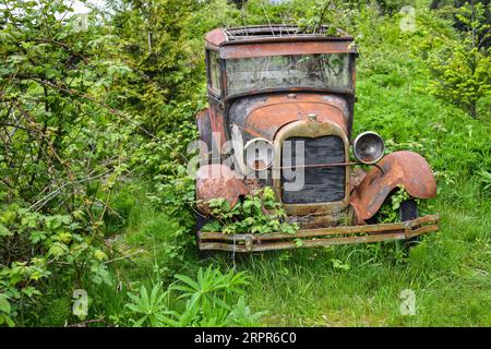 Voiture abandonnée, rouillée entre végétation verte Banque D'Images