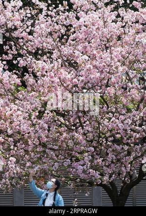 200330 -- TAIPEI, le 30 mars 2020 -- Un touriste prend un selfie sous des cerisiers en fleurs à New Taipei, dans le sud-est de la Chine Taiwan, le 26 mars 2020. Le nombre total de cas de nouvelle maladie à coronavirus COVID-19 à Taiwan a augmenté de huit à 306, a déclaré lundi l agence de surveillance des épidémies de l île. CHINE-TAIPEI-COVID-19-VIE QUOTIDIENNE CN JINXLIWANG PUBLICATIONXNOTXINXCHN Banque D'Images