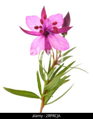 Fleur d'herbe de saule isolée sur fond blanc Banque D'Images