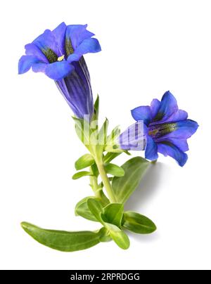 Gentiane Gentiana acaulis ) ( isolated on white Banque D'Images