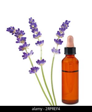 Fleurs de lavande avec bouteille d'huile essentielle isolé sur fond blanc Banque D'Images