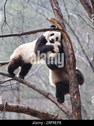 200402 -- XI AN, le 2 avril 2020 -- pandas géants Lulu R et Xiaoxin se frottent sur un arbre dans la base d'entraînement de panda sauvage de Qinling à la Réserve naturelle de Foping, province du Shaanxi au nord-ouest de la Chine, le 2 avril 2020. Photo de /XINHUA CHINA-SHAANXI-QINLING-PANDA CN PuxZhiyong PUBLICATIONxNOTxINxCHN Banque D'Images