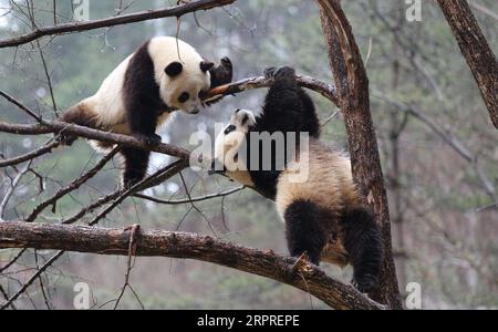 200402 -- XI AN, le 2 avril 2020 -- pandas géants Lulu R et Xiaoxin se frottent sur un arbre dans la base d'entraînement de panda sauvage de Qinling à la Réserve naturelle de Foping, province du Shaanxi au nord-ouest de la Chine, le 2 avril 2020. Photo de /XINHUA CHINA-SHAANXI-QINLING-PANDA CN PuxZhiyong PUBLICATIONxNOTxINxCHN Banque D'Images