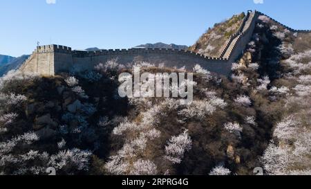 200403 -- PÉKIN, le 3 avril 2020 -- une photo aérienne prise le 3 avril 2020 montre la Grande Muraille de Shuiguan au milieu de fleurs à Pékin, capitale de la Chine. CHINE-PÉKIN-GRAND MUR-RESSORT PAYSAGE CN JUXHUANZONG PUBLICATIONXNOTXINXCHN Banque D'Images