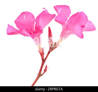 Fleurs d'oléander isolées sur fond blanc Banque D'Images