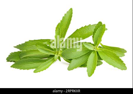 Le Stevia rebaudiana isolé sur fond blanc Banque D'Images