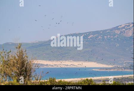 Cerfs-volants noirs (Milvus migrans) traversant le détroit de Gibraltar à la plage de Tarifa pendant la migration des oiseaux, Andalousie, Espagne. Banque D'Images