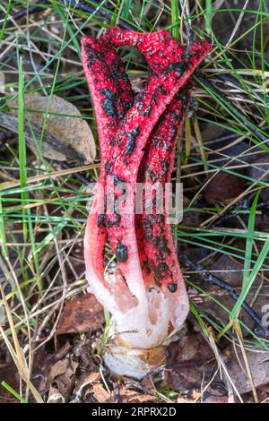 Les doigts du diable champignon champignons (Clathrus archeri), un tabouret rouge vif non indigène également appelé octopus stinhorn, Surrey, Angleterre, Royaume-Uni Banque D'Images