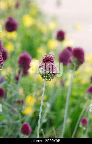 Allium sphaerocephalon fleurs. Banque D'Images