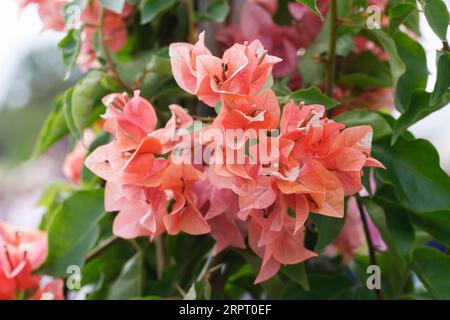 Bougainvilliers 'Orange Glory' en fleur. Banque D'Images