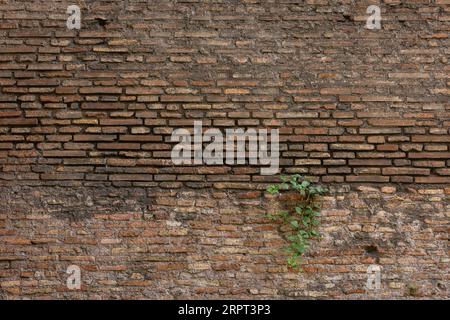 Un vieux mur européen de briques brun foncé à Rome en Italie avec une petite zone de mauvaises herbes vertes poussant à travers les fissures Banque D'Images