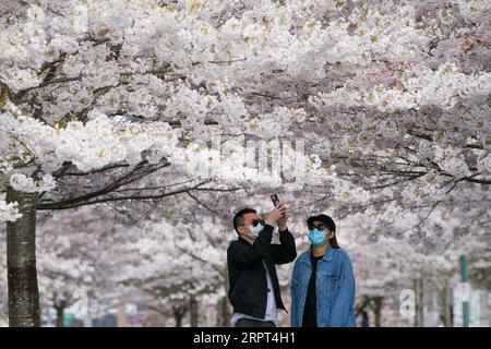 200411 -- RICHMOND, le 11 avril 2020 Xinhua -- des personnes portant un masque facial prennent des photos sous des cerisiers en fleurs au parc Garry point à Richmond, Canada, le 10 avril 2020. Photo de Liang Sen/Xinhua CANADA-RICHMOND-CERISIER BLOSSOMS PUBLICATIONxNOTxINxCHN Banque D'Images