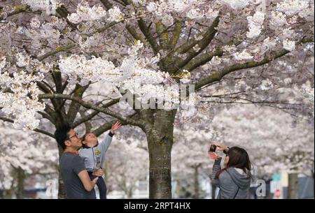 200411 -- RICHMOND, le 11 avril 2020 Xinhua -- des gens prennent des photos sous un cerisier en fleurs au parc Garry point à Richmond, Canada, le 10 avril 2020. Photo de Liang Sen/Xinhua CANADA-RICHMOND-CERISIER BLOSSOMS PUBLICATIONxNOTxINxCHN Banque D'Images