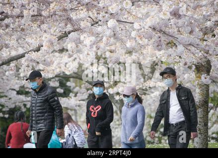 200411 -- RICHMOND, le 11 avril 2020 Xinhua -- les gens admirent les cerisiers en fleurs au parc Garry point à Richmond, Canada, le 10 avril 2020. Photo de Liang Sen/Xinhua CANADA-RICHMOND-CERISIER BLOSSOMS PUBLICATIONxNOTxINxCHN Banque D'Images