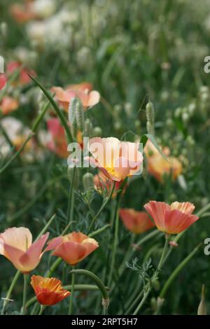 Eschscholzia californica «Pink Champagne» Banque D'Images