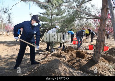 200411 -- BEIJING, le 11 avril 2020 -- Un total de 128 fonctionnaires ministériels chinois participent à une activité de plantation d'arbres à Beijing, capitale de la Chine, le 11 avril 2020. Ces fonctionnaires ont planté 2 050 jeunes arbres dans un espace vert dans le sous-centre de Pékin dans le district de Tongzhou est. CHINE-PÉKIN-FONCTIONNAIRES MINISTÉRIELS-PLANTATION D'ARBRES CN RAOXAIMIN PUBLICATIONXNOTXINXCHN Banque D'Images