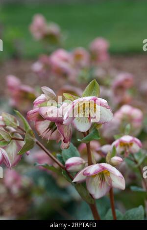 Fleurs Helleborus 'Glenda's Gloss'. Banque D'Images