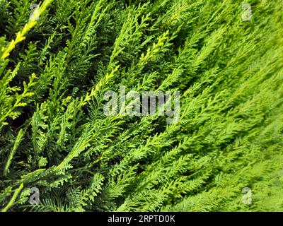 Haie de conifères leylandii verte de fond de cypres leyland à feuilles persistantes avec feuillage parfumé Banque D'Images