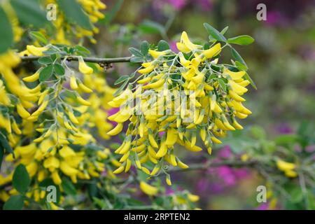 Floraison Laburnum x waterii 'Vossii' Banque D'Images