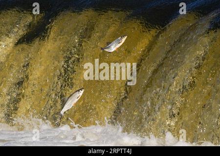 200418 -- PÉKIN, le 18 avril 2020 -- saut de poissons au-dessus d'une cascade de la rivière Venta à Kuldiga, Lettonie, le 16 avril 2020. Photo de /Xinhua XINHUA PHOTOS DU JOUR Janis PUBLICATIONxNOTxINxCHN Banque D'Images