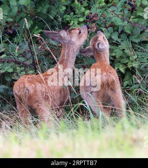 Deux faons de cerf rosé (Capreolus capreolus) se nourrissant de baies noires dans les Cotswold Hills pendant l'automne. Banque D'Images