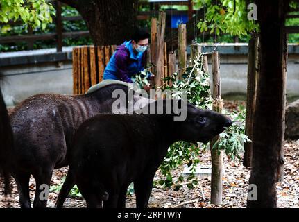 200418 -- SHANGHAI, 18 avril 2020 -- tapirs fourrage au zoo de Shanghai, Shanghai de l'est de la Chine, 18 avril 2020. Diverses mesures ont été prises pour enrichir la vie des animaux dans le zoo et leur donner l'impression de vivre dans la nature. CHINE-SHANGHAI-ZOO-ANIMAUX CN ZhangxJiansong PUBLICATIONxNOTxINxCHN Banque D'Images