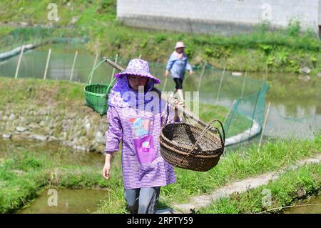 200419 -- RONGSHUI, le 19 avril 2020 -- Liang Mengxiang rentre chez elle après avoir travaillé dans les champs du village de Dangjiu, dans le canton de Gandong, dans le comté autonome de Rongshui Miao, dans la région autonome de Guangxi Zhuang du sud de la Chine, le 15 avril 2020. Liang Mengxiang, 21 ans, est un étudiant de l'ethnie Miao né dans le village de Dangjiu, qui étudie à l'Université normale des sciences et de la technologie du Guangxi du sud de la Chine. Dangjiu est un village isolé et pauvre où les femmes de plus de 40 ans fréquentaient presque jamais une école, ce qui était considéré comme l'une des principales causes de la pauvreté locale due à la barre de langue Banque D'Images