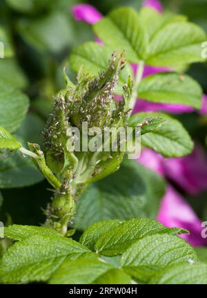 PUCERONS sur une plante de rose dans le jardin Banque D'Images