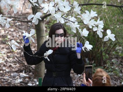 200421 -- KIEV, le 21 avril 2020 Xinhua -- Une touriste pose pour des photos avec des fleurs de magnolia à Kiev, Ukraine, le 20 avril 2020. Photo de Sergey Starostenko/Xinhua UKRAINE-KIEV-MAGNOLIA FLEURS PUBLICATIONxNOTxINxCHN Banque D'Images