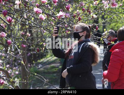 200421 -- KIEV, le 21 avril 2020 Xinhua -- Un touriste prend des photos de fleurs de magnolia à Kiev, Ukraine, le 20 avril 2020. Photo de Sergey Starostenko/Xinhua UKRAINE-KIEV-MAGNOLIA FLEURS PUBLICATIONxNOTxINxCHN Banque D'Images