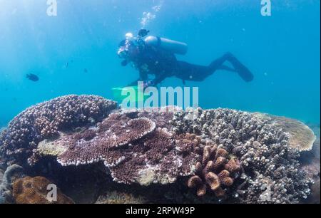 200421 -- PÉKIN, le 21 avril 2020 -- Un instructeur de plongée vérifie la croissance des coraux dans la mer dans la zone pittoresque de l'île de Fenjiezhou, dans le comté autonome de Lingshui Li, province de Hainan, dans le sud de la Chine, le 18 novembre 2018. En plus des groupes de touristes principaux sur les excursions sous-marines, quelque 100 instructeurs de plongée ici se portent volontaires pour aider aux activités d'entretien des récifs coralliens. Xinhua Headlines : poursuivant le développement vert, la Chine s'efforce de protéger la Terre YangxGuanyu PUBLICATIONxNOTxINxCHN Banque D'Images