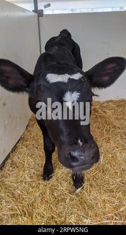 Petit veau avec des étiquettes d'oreille jaune debout dans la cage dans la grange ensoleillée du bétail sur la ferme en campagne regardant la caméra. Élevage de bétail, prenant soin d'un Banque D'Images