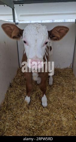 Petit veau avec des étiquettes d'oreille jaune debout dans la cage dans la grange ensoleillée du bétail sur la ferme en campagne regardant la caméra. Élevage de bétail, prenant soin d'un Banque D'Images