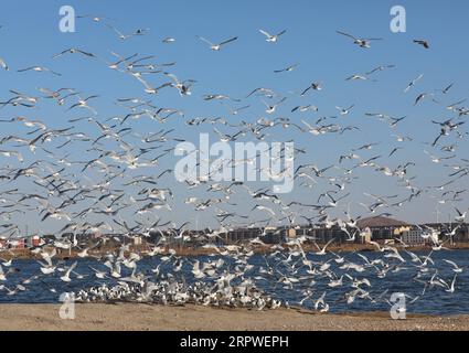 200426 -- SHIJIAZHUANG, le 26 avril 2020 -- une photo prise le 26 avril 2020 montre des mouettes reliques larus relictus volant dans un parc national de zones humides dans le comté de Kangbao, dans la province du Hebei du nord de la Chine. Chaque année, plus de 7 000 goélands reliques, qui sont sous la protection de l'État de première classe, volent vers le parc humide. CHINA-HEBEI-RELICT GOÉLANDS CN YangxShiyao PUBLICATIONxNOTxINxCHN Banque D'Images