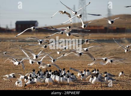 200426 -- SHIJIAZHUANG, le 26 avril 2020 -- une photo prise le 26 avril 2020 montre des mouettes reliques larus relictus volant dans un parc national de zones humides dans le comté de Kangbao, dans la province du Hebei du nord de la Chine. Chaque année, plus de 7 000 goélands reliques, qui sont sous la protection de l'État de première classe, volent vers le parc humide. CHINA-HEBEI-RELICT GOÉLANDS CN YangxShiyao PUBLICATIONxNOTxINxCHN Banque D'Images