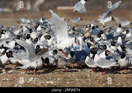 200426 -- SHIJIAZHUANG, le 26 avril 2020 -- une photo prise le 26 avril 2020 montre des goélands reliques larus relictus dans un parc national de zones humides dans le comté de Kangbao, dans la province du Hebei du nord de la Chine. Chaque année, plus de 7 000 goélands reliques, qui sont sous la protection de l'État de première classe, volent vers le parc humide. CHINA-HEBEI-RELICT GOÉLANDS CN YangxShiyao PUBLICATIONxNOTxINxCHN Banque D'Images