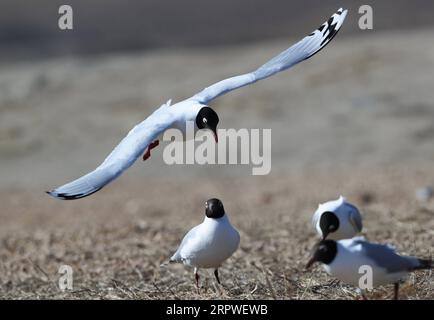 200426 -- SHIJIAZHUANG, le 26 avril 2020 -- une photo prise le 26 avril 2020 montre une mouette relique larus relictus volant dans un parc national de zones humides dans le comté de Kangbao, dans la province du Hebei du nord de la Chine. Chaque année, plus de 7 000 goélands reliques, qui sont sous la protection de l'État de première classe, volent vers le parc humide. CHINA-HEBEI-RELICT GOÉLANDS CN YangxShiyao PUBLICATIONxNOTxINxCHN Banque D'Images